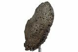 Ankylosaur (Zuul) Osteoderm with Stand - Judith River Formation #382538-3